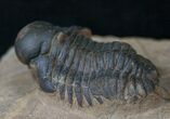 Rare Bulbous Nosed Actinopeltis Trilobite - #16410-1